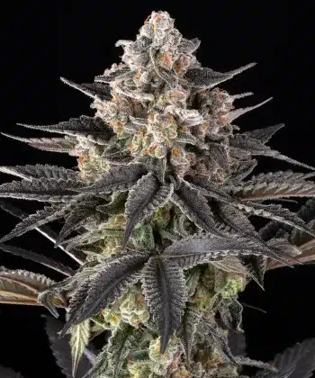 Zoap Feminized Cannabis Seeds by Barneys Farm