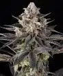 Zoap Feminized Cannabis Seeds by Barneys Farm