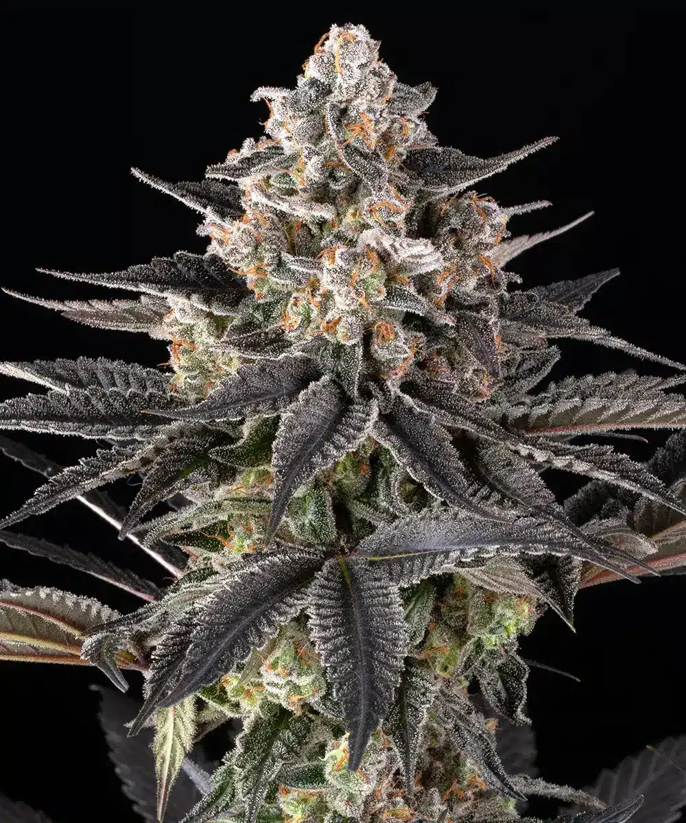 Zoap Feminized Cannabis Seeds by Barneys Farm Zoap Feminized Cannabis Seeds by Barneys Farm