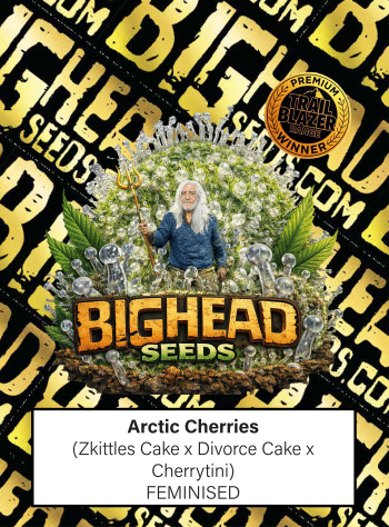 Arctic Cherries Feminized by Bighead Seeds