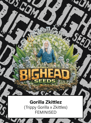 Gorilla Zkittlez Feminized by Bighead Seeds