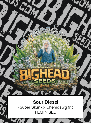 Sour Diesel Feminized by Bighead Seeds