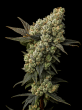 lemon-squeeze-feminized-bighead-seeds