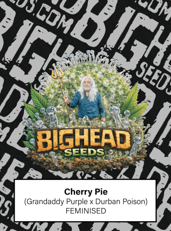 Cherry Pie Feminized by Bighead Seeds