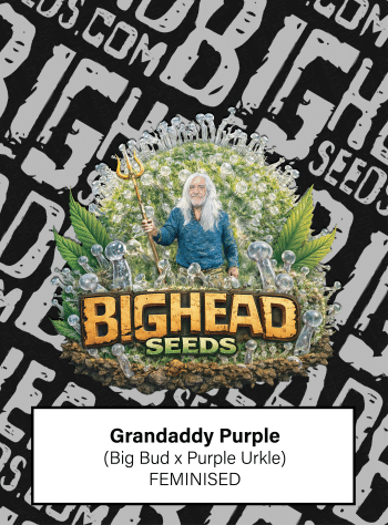 Grandaddy Purple Feminized by Bighead Seeds