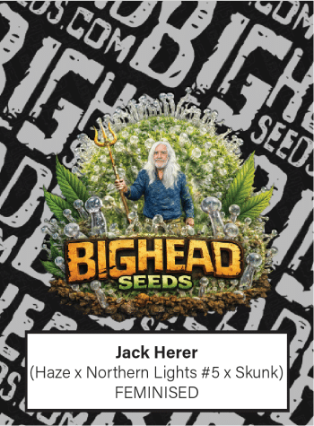Jack Herer Feminized by Bighead Seeds
