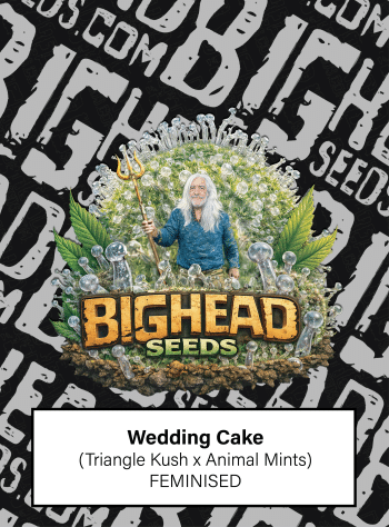 Wedding Cake Feminized by Bighead Seeds