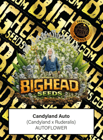 Candyland Auto by Bighead Seeds