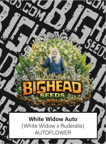 White Widow Auto by Bighead Seeds