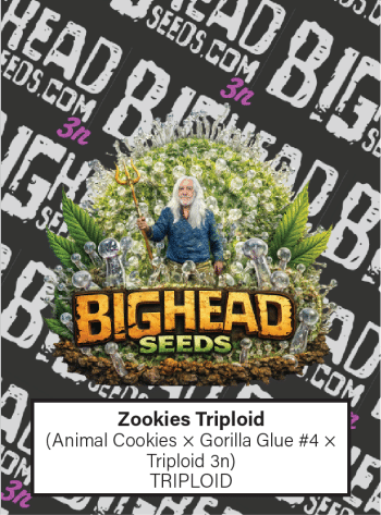 Zookies Feminized by Bighead Seeds