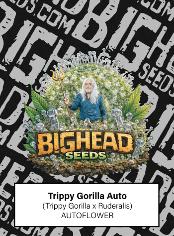 Trippy Gorilla Auto by Bighead Seeds