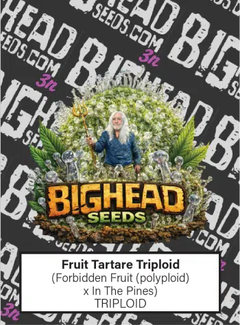 Fruit Tartare Feminized by Bighead Seeds