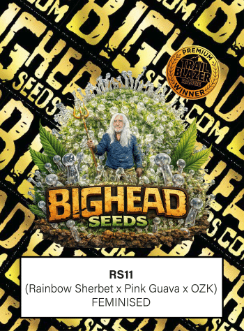 RS11 Feminized by Bighead Seeds
