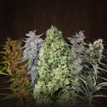 ACE Mix Regular bud detail