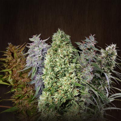 ACE Mix Regular Regular by ACE Seeds (2) ACE Mix Regular bud detail