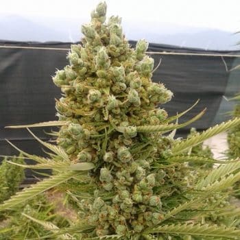 Auto Malawi x Northern Lights Auto by ACE Seeds