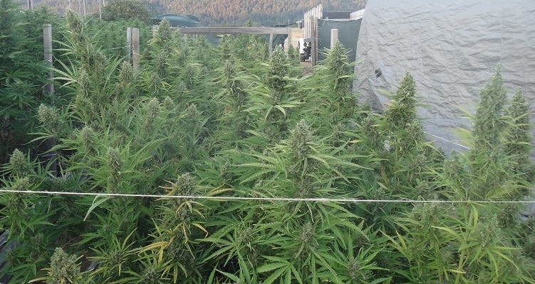 Auto Malawi x Northern Lights Auto by ACE Seeds (2) Auto Malawi x Northern Lights bud detail