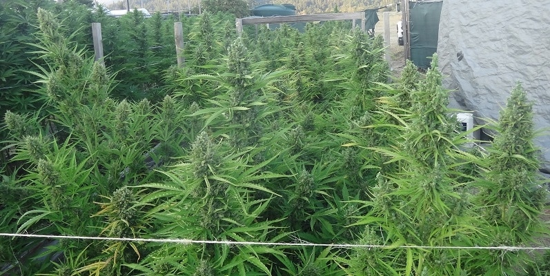 Auto Malawi x Northern Lights Auto by ACE Seeds (3) Auto Malawi x Northern Lights plant in flower