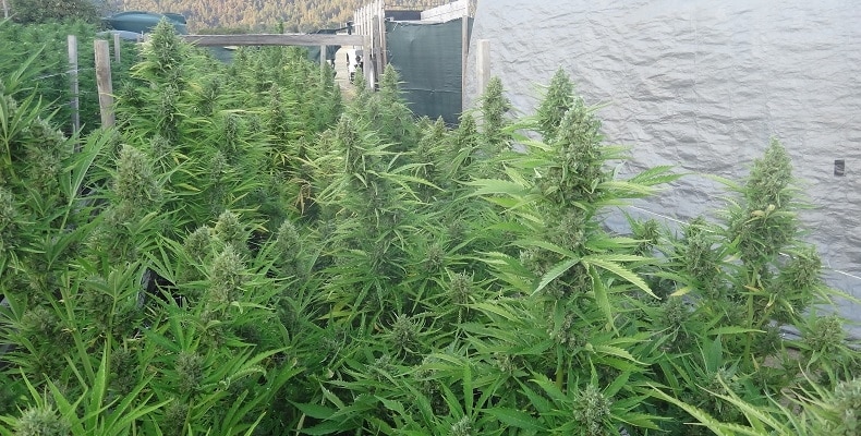 Auto Malawi x Northern Lights Auto by ACE Seeds (4) Auto Malawi x Northern Lights harvest detail
