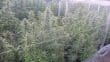 Auto Malawi x Northern Lights Auto by ACE Seeds