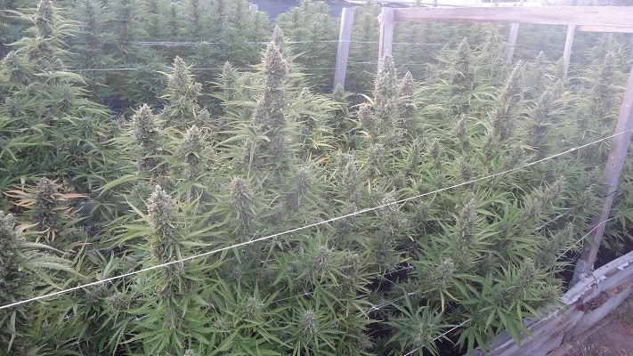 Auto Malawi x Northern Lights Auto by ACE Seeds (5) Auto Malawi x Northern Lights grow shot