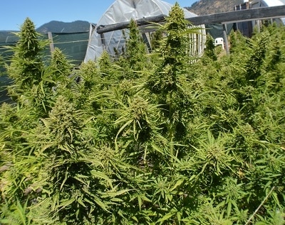 Auto Malawi x Northern Lights Auto by ACE Seeds (6) Auto Malawi x Northern Lights grow shot