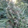 Zamaldelica Regular by ACE Seeds (34)