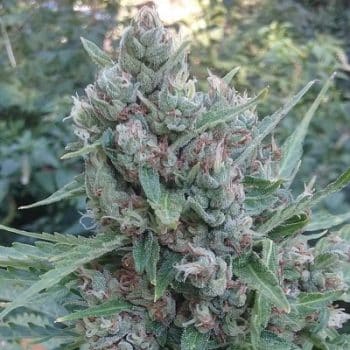 Zamaldelica grow shot