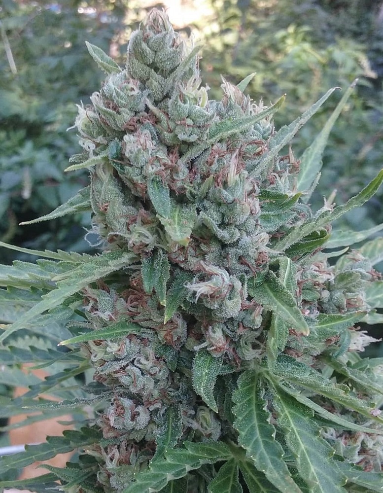 Auto Zamaldelica Auto by ACE Seeds (2) Auto Zamaldelica bud detail