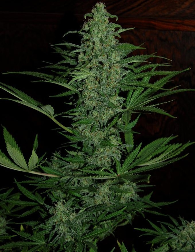Auto Zamaldelica Auto by ACE Seeds (3) Auto Zamaldelica plant in flower