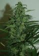 Zamaldelica Regular by ACE Seeds (34)