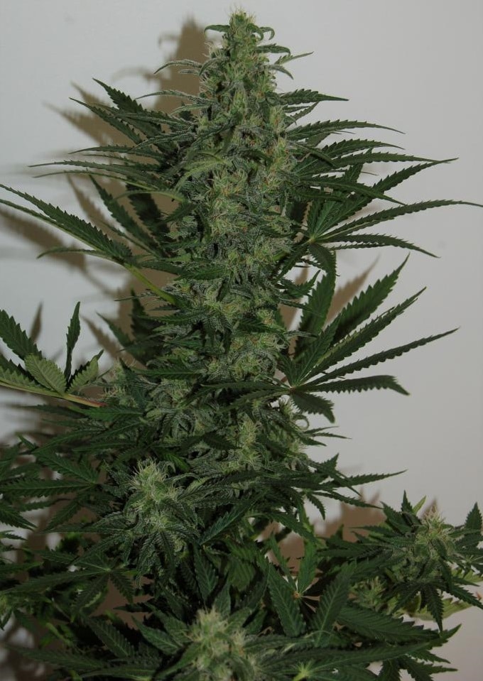 Auto Zamaldelica Auto by ACE Seeds (5) Auto Zamaldelica grow shot