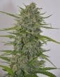 Zamaldelica Regular by ACE Seeds (34)