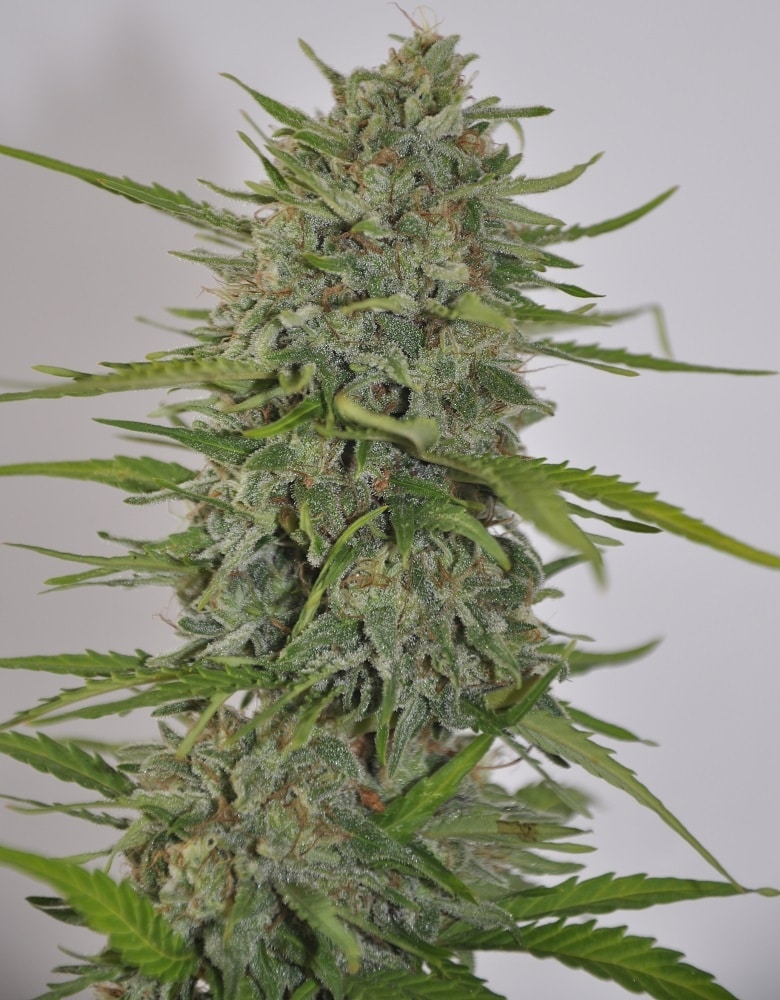 Auto Zamaldelica Auto by ACE Seeds (6) Auto Zamaldelica grow shot