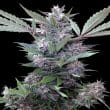 Bubba Kush x PCK Feminized by ACE Seeds