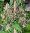 Bubba Kush x PCK Feminized by ACE Seeds