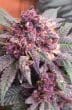 Bubba Kush x PCK Feminized by ACE Seeds