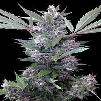 Bubba Kush x PCK Regular by ACE Seeds