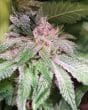 Bubba Kush x PCK Feminized by ACE Seeds