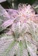 Bubba Kush x PCK Feminized by ACE Seeds