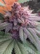 Bubba Kush x PCK Feminized by ACE Seeds