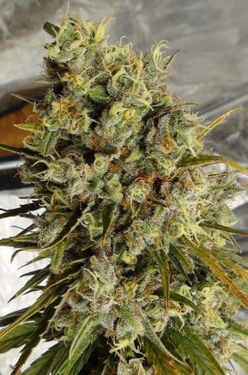 C5 Haze x Kali China Feminized by ACE Seeds