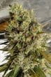 C5 Haze x Kali China Feminized by ACE Seeds