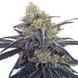 CBD 1 Feminized by ACE Seeds