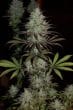CBD 1 Feminized by ACE Seeds