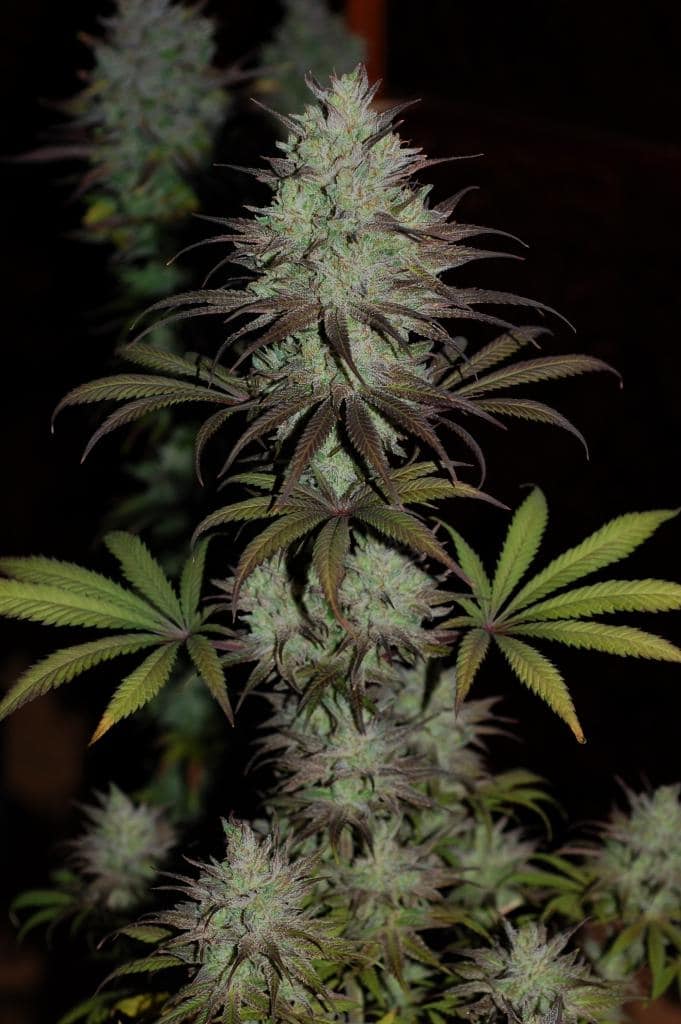 CBD 1 Feminized by ACE Seeds (2) CBD 1 bud detail