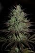 CBD 1 Feminized by ACE Seeds