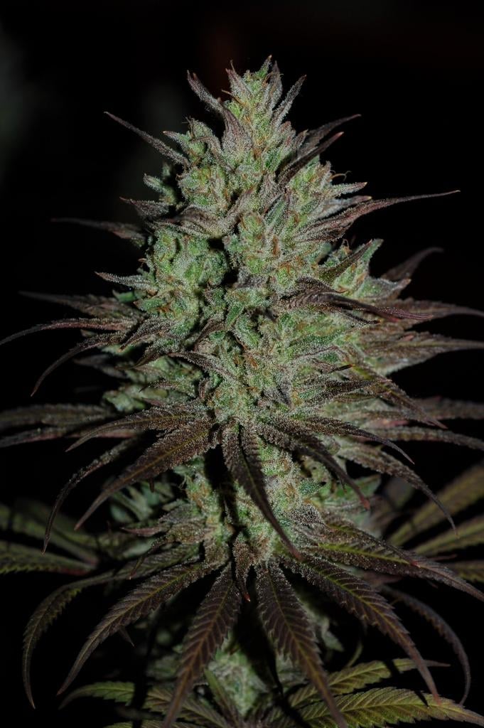 CBD 1 Feminized by ACE Seeds (3) CBD 1 plant in flower