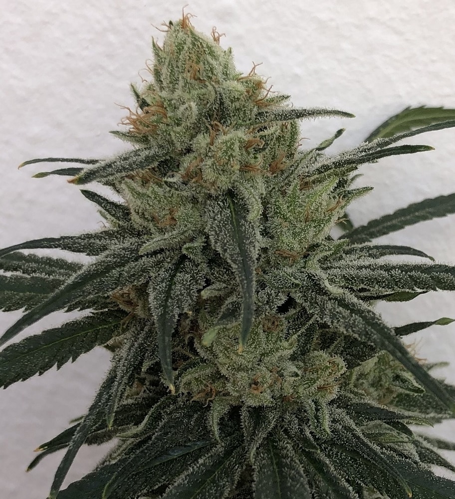 CBD 1 Feminized by ACE Seeds (4) CBD 1 harvest detail