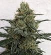 CBD 1 Feminized by ACE Seeds